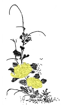 菊