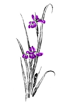 菖蒲