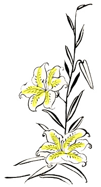 百合